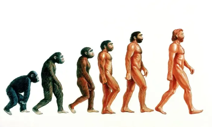 Impression encadrée : Les étapes de l'évolution humaine.
