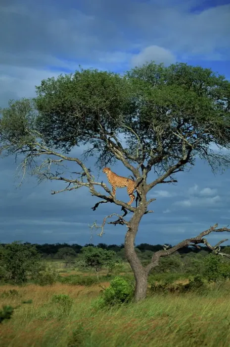 Impression encadrée : Le chatard dans un arbre