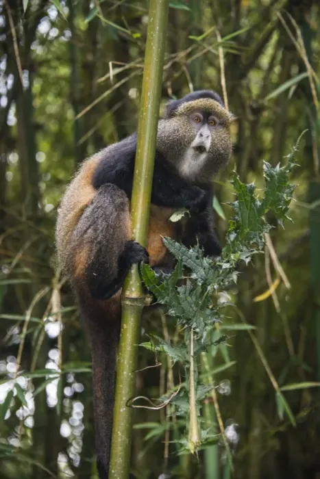 Impression encadrée : Singe à crête doré (Cercopithecus kandti), Parc national des Virunga, Rwanda, Afrique.