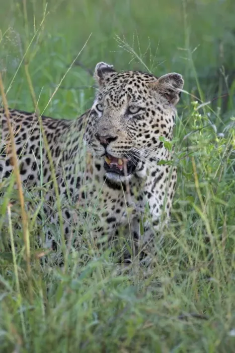 Impression encadrée : Leopards (Panthera pardus) Impression encadrée : Leopards (Panthera pardus)