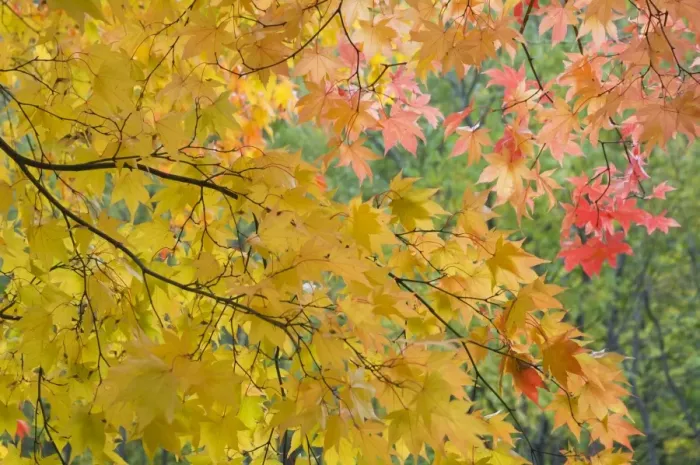 Impression encadrée : Arbre à maple