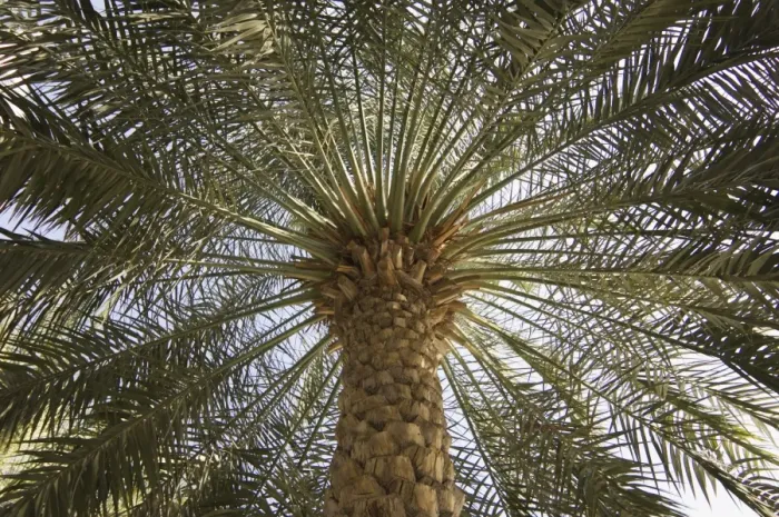 Impression encadrée : Arbre à palme
