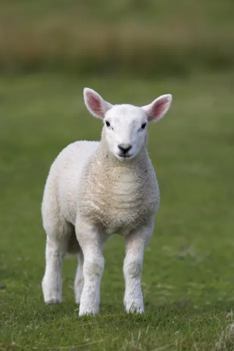 Impression encadrée : Lamb de printemps