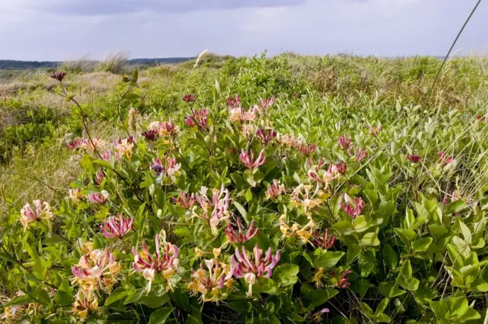 Impression encadrée : 02402dt. L'honeysuckle en fleur dans les dunettes de Minsmere juin
