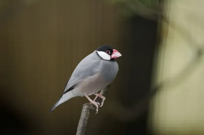 Impression encadrée : Le Java Sparrow (Padda oryzivora) en captivité Impression encadrée : Le Java Sparrow (Padda oryzivora) en captivité