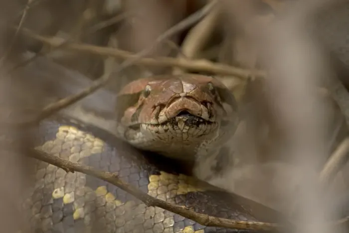 Impression encadrée : Indien python adulte (Python molurus), vue rapprochée de la tête, Réserve naturelle du Kéolâdeo-Ghana (Bharatpur), Rajasthane, Inde février