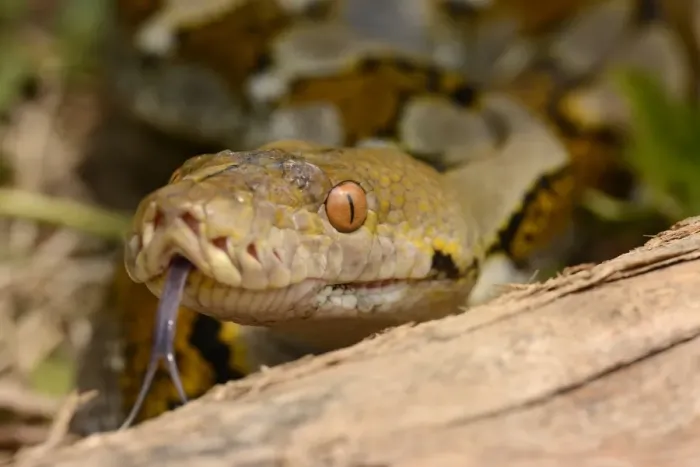 Impression encadrée : Le python réticulé adulte (Python reticulatus), vue rapprochée de la tête, langue fourchue qui frotte contre ses lèvres. Île de Bali aux îles des Petites Sundas Impression encadrée : Le python réticulé adulte (Python reticulatus), vue rapprochée de la tête, langue fourchue qui frotte contre ses lèvres. Île de Bali aux îles des Petites Sundas