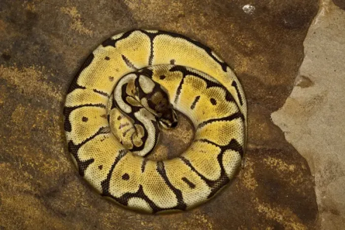 Impression encadrée : Morphe de python à boule, Python regius.
