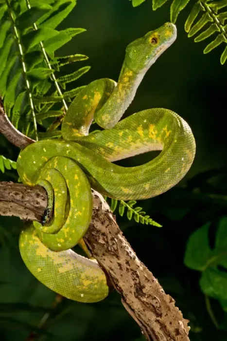 Impression encadrée : Le Python vert de l'arbre (captif), Morelia (Chondropython) viridis Originaire de la Nouvelle-Guinée. Impression encadrée : Le Python vert de l'arbre (captif), Morelia (Chondropython) viridis Originaire de la Nouvelle-Guinée.