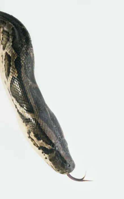 Impression encadrée : Chef de python du Burmese (Python molurus), sifflant, gros plan, vue latérale.