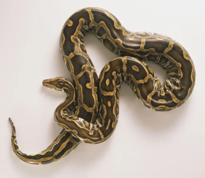 Impression encadrée : Python birman, Python molurus. Impression encadrée : Python birman, Python molurus.