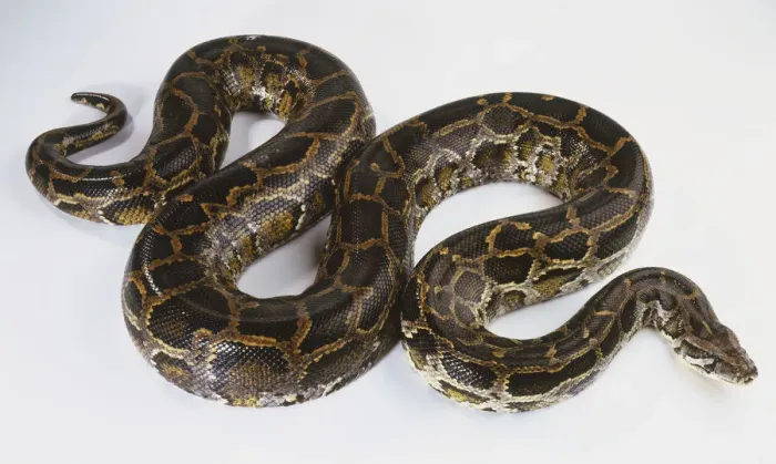 Impression encadrée : Python indien (Python molurus) glissant, vue du dessus.