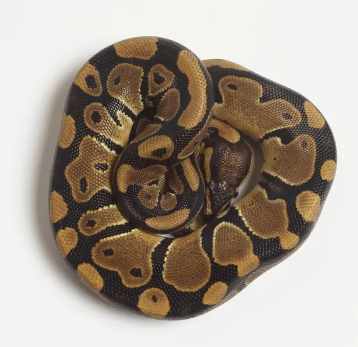 Impression encadrée : Un Python royal (Python regius) ou Python à tête brune serré enroulé étroitement, vue du dessus, gros plan.