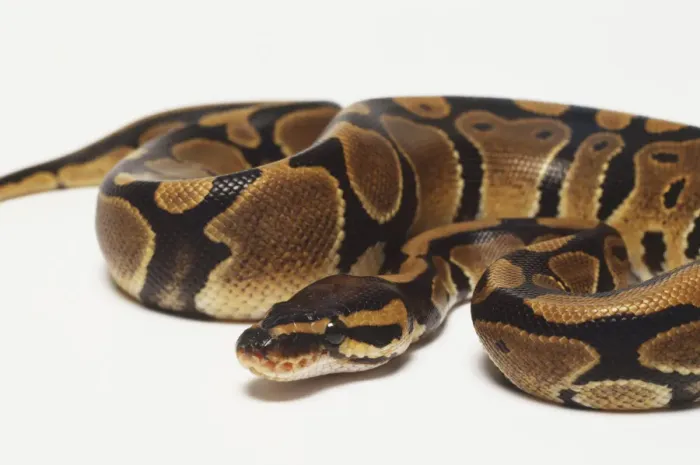 Impression encadrée : Un python royal enroulé avec sa tête au centre, pour une protection maximale. Impression encadrée : Un python royal enroulé avec sa tête au centre, pour une protection maximale.