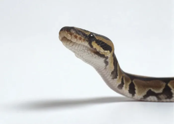 Impression encadrée : Le python royal (Python regius) enlevant la tête, gros plan, vue de côté. Impression encadrée : Le python royal (Python regius) enlevant la tête, gros plan, vue de côté.
