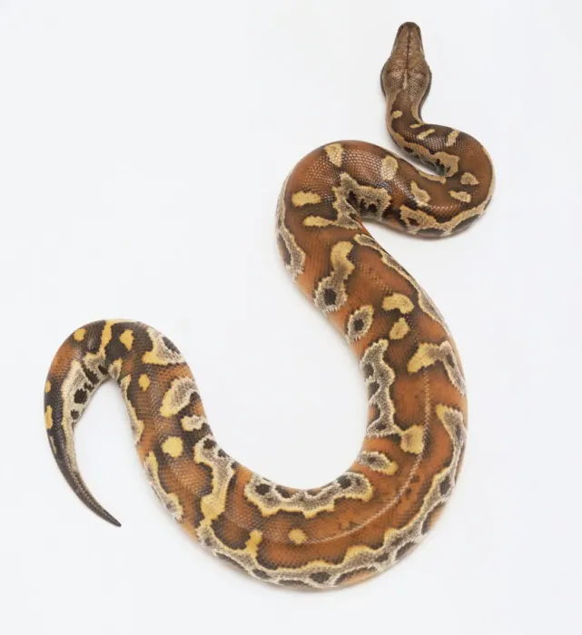 Impression encadrée : Pythonidae, Python curtus, python du sang. Impression encadrée : Pythonidae, Python curtus, python du sang.