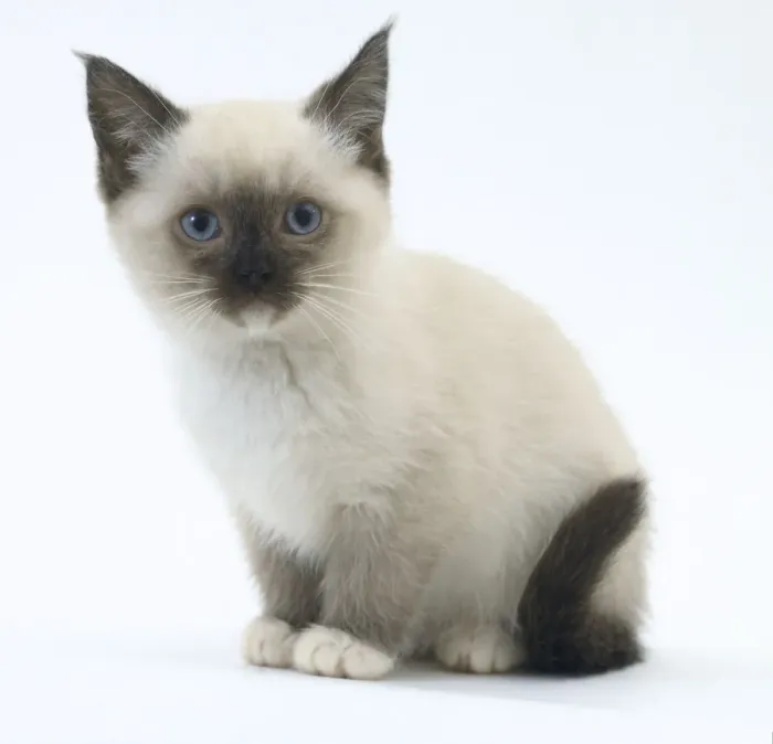 Impression encadrée : Chaton birman.