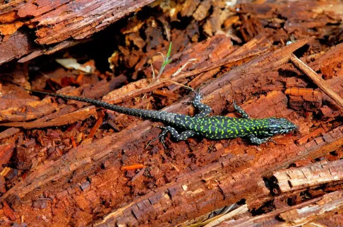 Impression encadrée : Lizard Impression encadrée : Lizard