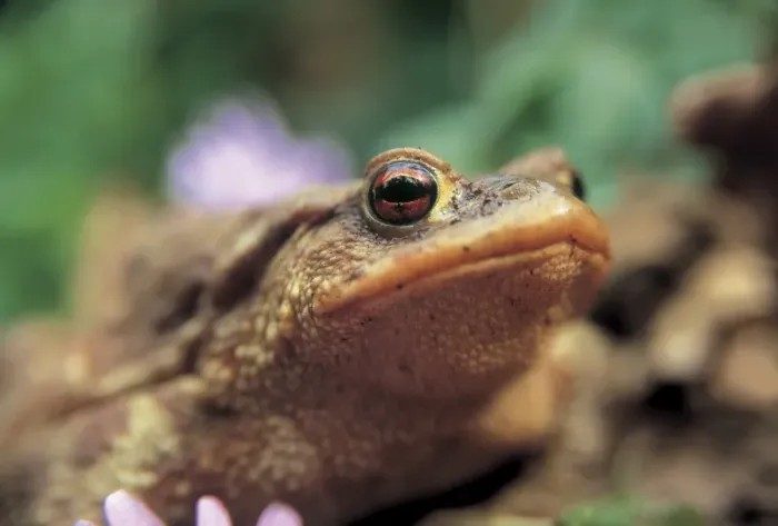 Impression encadrée : Crapaud. Bufo Bufo