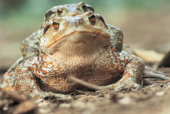 Impression encadrée : toads