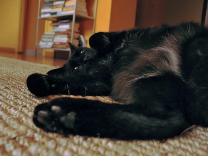 Impression encadrée : Chat Noir