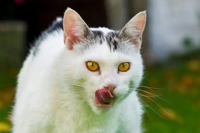 Impression encadrée : Le Chat Mange.