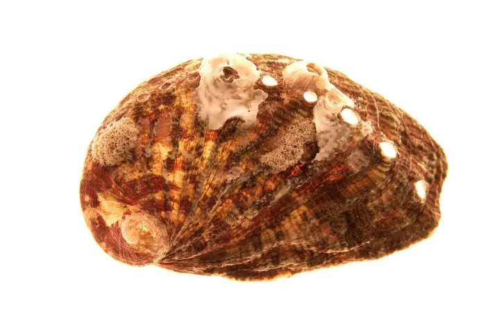 Impression encadrée : Shell