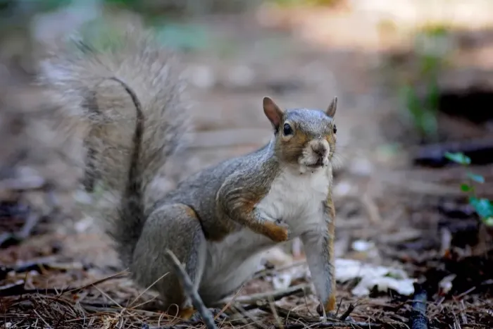 Impression encadrée : Squirrel Impression encadrée : Squirrel