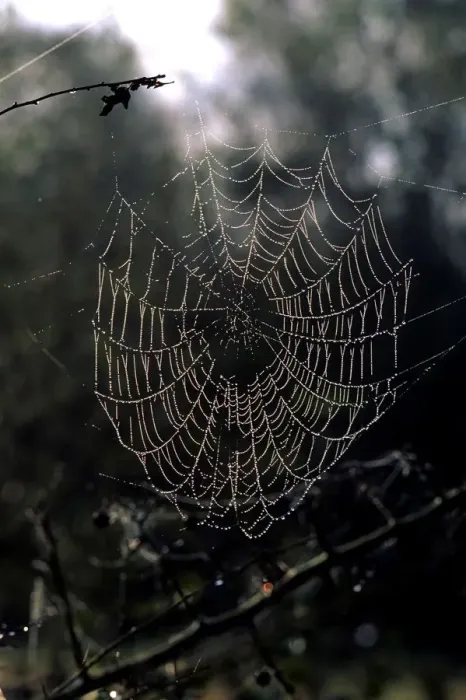 Impression encadrée : Cobweb Impression encadrée : Cobweb