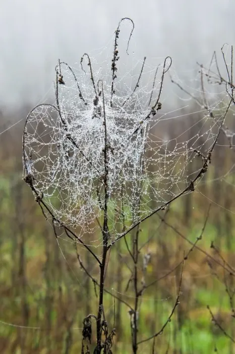 Impression encadrée : Spider