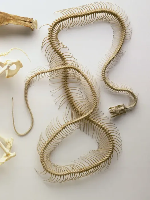 Impression encadrée : squelette de Python, crâne avec mandibule inférieure tombée, colonne vertébrale toute la longueur du corps, nombreuses vertèbres, côte paire.