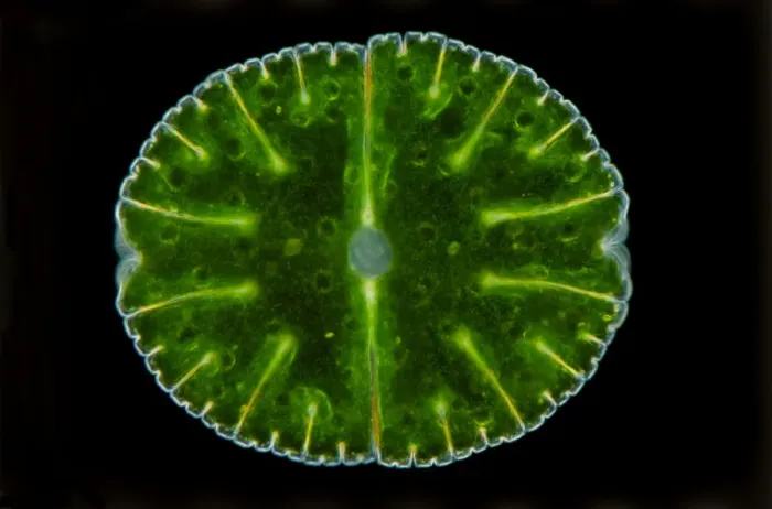 Impression encadrée : Une image de microscope d'une desmid. Impression encadrée : Une image de microscope d'une desmid.