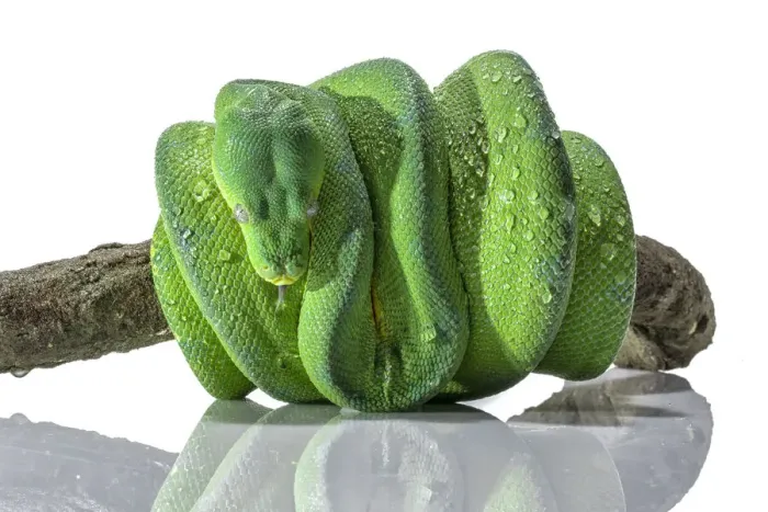 Impression encadrée : Le serpent python vert.