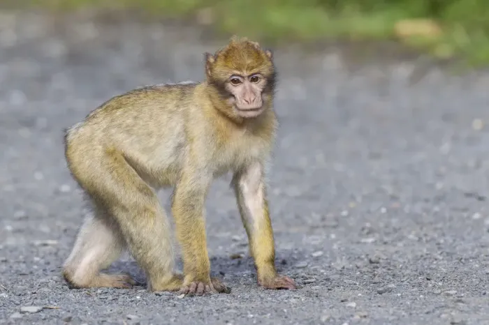 Impression encadrée : Le Barbary Macaque -Macaca sylvanus-, adulte, captif, Rhénanie-Palatinat, Allemagne.
