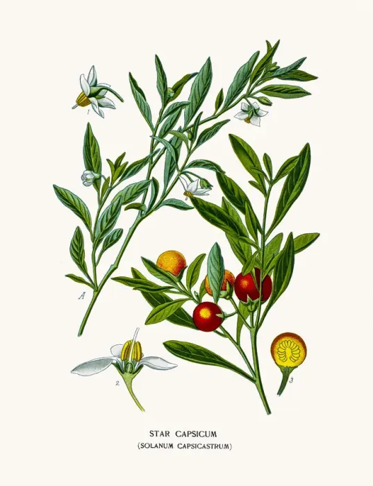 Impression encadrée : Fruit de blattes