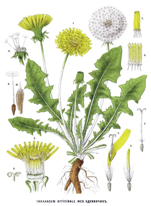 Impression encadrée : dandelion. Illustration antique de plantes médicinales et herbales