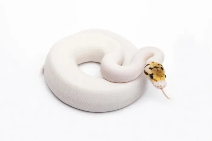 Impression encadrée : Piebald Python de Bumble Bee Ball Royal ou Python -Python regius-, femelle.