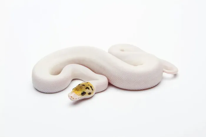 Impression encadrée : Piebald Python de Bumble Bee Ball Python ou Royal Python -Python regius-, femelle.