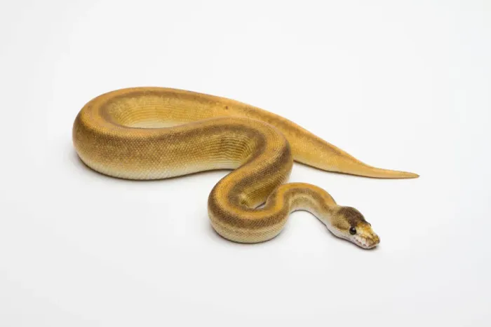 Impression encadrée : Champagne Cinnamon Ball Python ou Royal Python -Python regius-, femelle. Impression encadrée : Champagne Cinnamon Ball Python ou Royal Python -Python regius-, femelle.