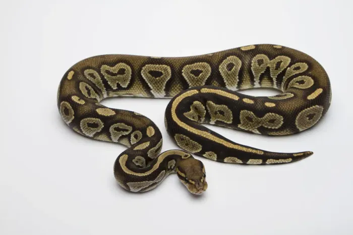 Impression encadrée : Hypo noir tête de chapeau Albino Ball Python ou Royal Python -Python regius-, mâle. Impression encadrée : Hypo noir tête de chapeau Albino Ball Python ou Royal Python -Python regius-, mâle.