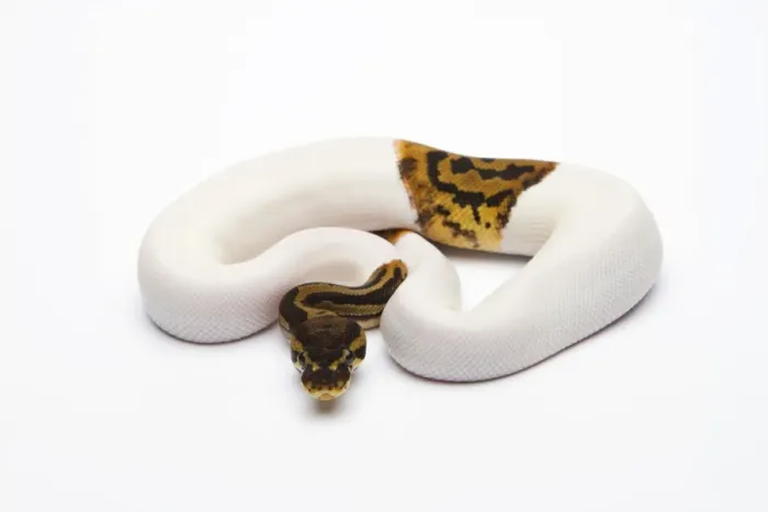 Impression encadrée : Leopard Piebald Ball Python ou Royal Python -Python regius-, mâle.