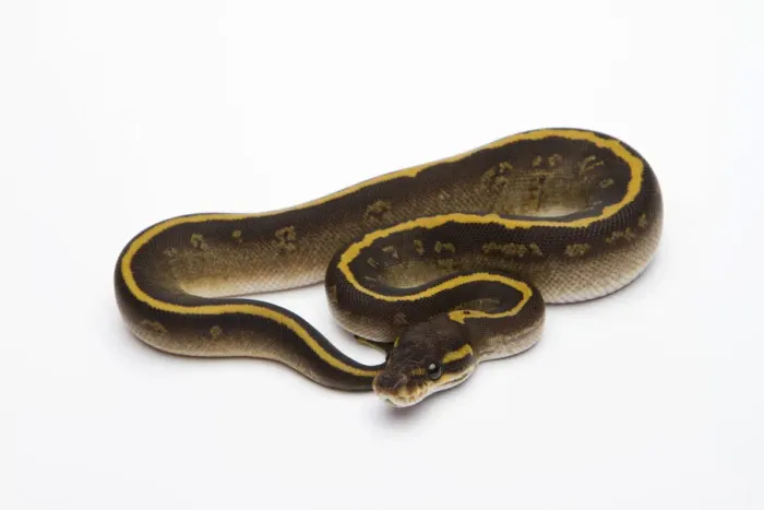 Impression encadrée : Le Python de Mojave Granite ou Royal Python -Python regius-, femelle.
