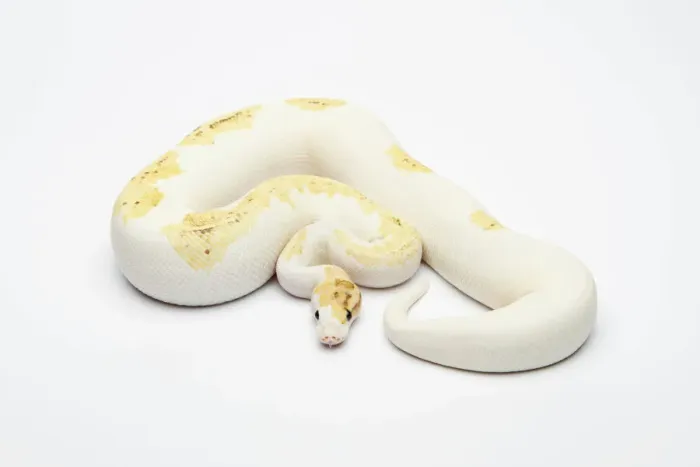 Impression encadrée : Paradox Super Fire Ball Python ou Royal Python -Python regius-, mâle.