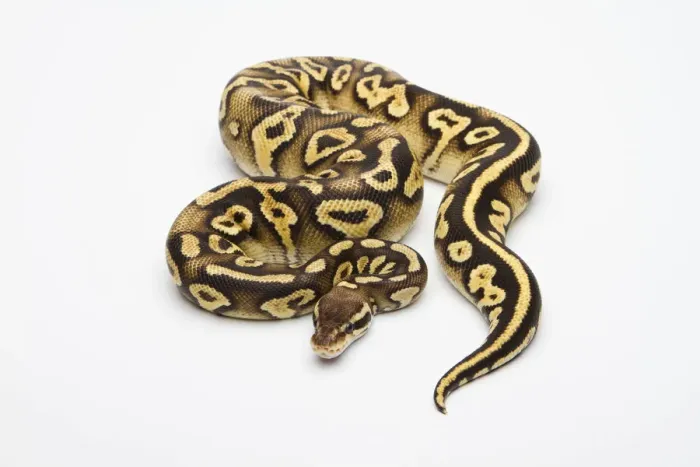 Impression encadrée : Phantom jaune pâle Pastel Ball Python ou Royal Python -Python regius-, femelle.