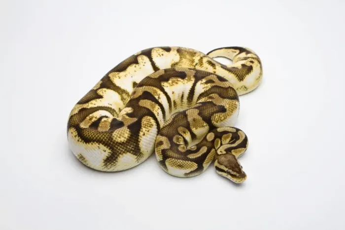 Impression encadrée : Ball Python au sucre pastel ou python royal -Python regius-, femelle. Impression encadrée : Ball Python au sucre pastel ou python royal -Python regius-, femelle.