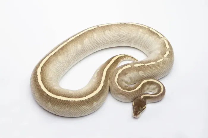 Impression encadrée : Le Phantom Mojave Het Ghost Ball Python ou Royal Python -Python regius-, femelle. Impression encadrée : Le Phantom Mojave Het Ghost Ball Python ou Royal Python -Python regius-, femelle.