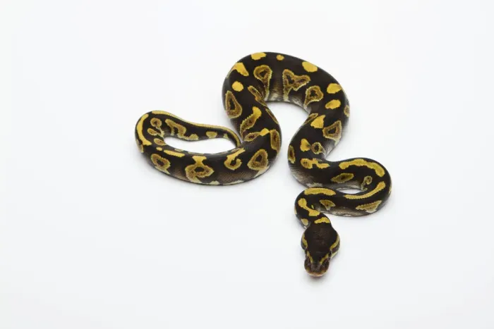 Impression encadrée : Le Phython royal mâle ou Python à ventre jaune fantôme -Python regius-. Impression encadrée : Le Phython royal mâle ou Python à ventre jaune fantôme -Python regius-.