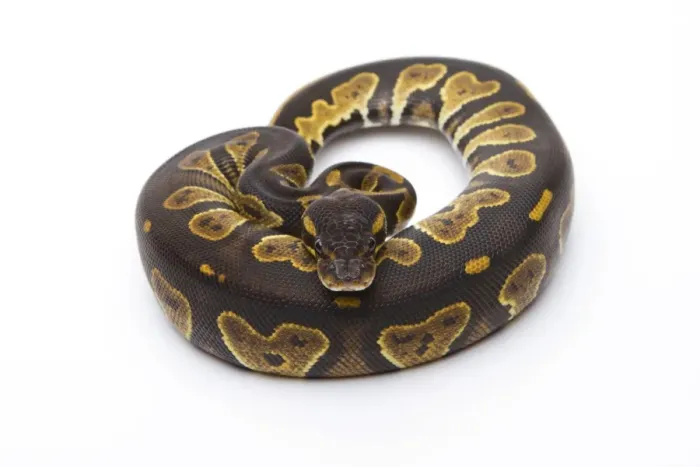 Impression encadrée : Python royal - Python regius -, tête noire, femelle, Markus Theimer élevage de reptiles, Autriche. Impression encadrée : Python royal - Python regius -, tête noire, femelle, Markus Theimer élevage de reptiles, Autriche.