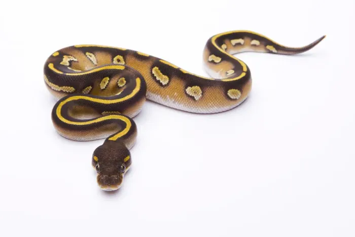 Impression encadrée : Python royal - Python regius -, Tête noire Mojave, femelle, Markus Theimer élevage de reptiles, Autriche. Impression encadrée : Python royal - Python regius -, Tête noire Mojave, femelle, Markus Theimer élevage de reptiles, Autriche.