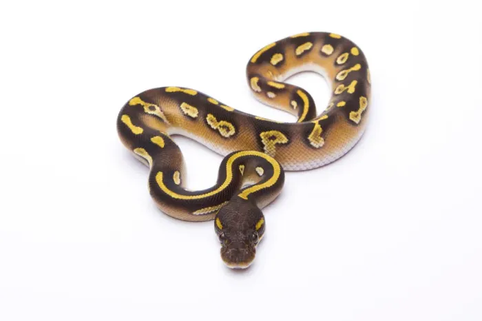 Impression encadrée : Python royal - Python regius -, Mojave Black Head, mâle, Markus Theimer élevage de reptiles, Autriche. Impression encadrée : Python royal - Python regius -, Mojave Black Head, mâle, Markus Theimer élevage de reptiles, Autriche.